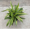 Dracanea Lemon Lime Warneckii